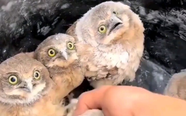 Setiap burung hantu kecil ingin dicubit