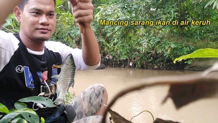 Joss....! Mancing Sarang IKAN di Air Keruh