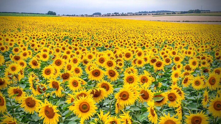The Sunflower On The Board 2025