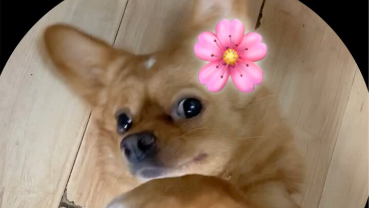 Hari ini, Hani jadi lembut!