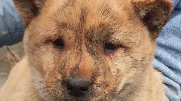 الحزن لحظة عابرة، وهذا الفراق هو أيضًا تحول في مصيره. قريبًا سيكون له منزل جديد وأصدقاء جدد، وفي الف