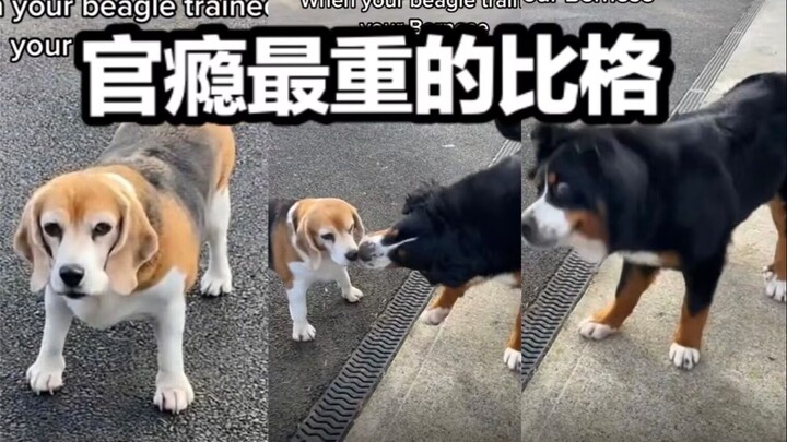 Anjing Beagle mengatur anggota keluarganya, Xiao Bo dan Xiao Ma! Ini adalah anjing Beagle dengan “gi