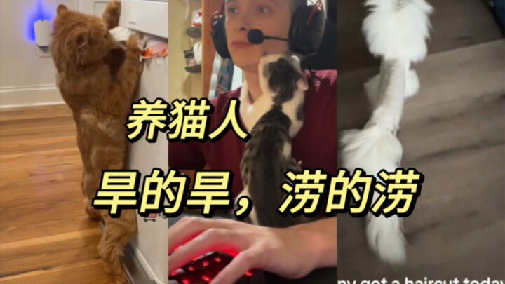 من يربي القطط إما يموت عطشًا أو يغرق في الفيضانات!