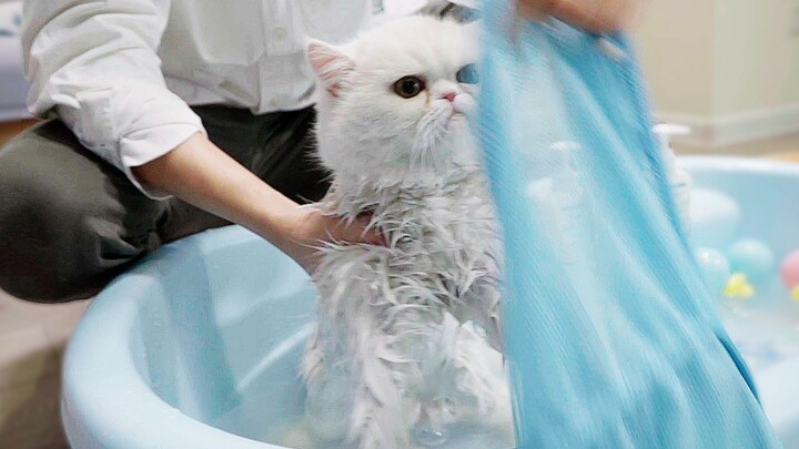 The cat thrashed wildly during its bath, but the moment the grooming kit was pulled out, it suddenly