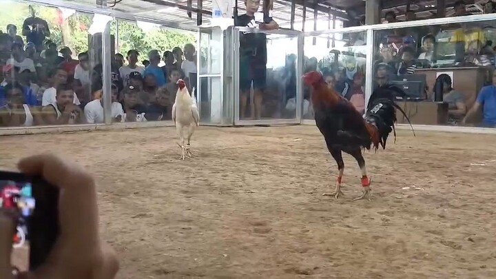 1st Fight Win🐓🔥               Entry Name: Jungle Town.     NT Coliseum Tarlac. CHAMPION 1/5/25
