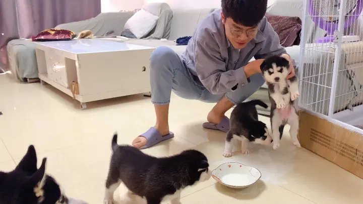 Five Husky Puppies Trying To Drink Milk For The First Time
