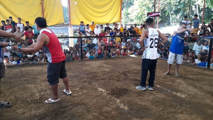 Hatch, Salpukan late born banded vs Bulik. magulang din kalaban. hehehehhe