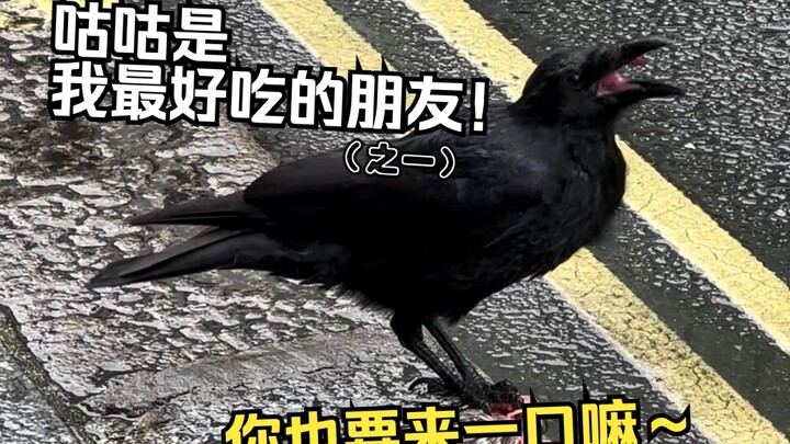 حمامة بلا رأس 😱؟! لذيذة 😋! حمامة بلا رأس 😱؟! لذيذة 😋! حمامة بلا رأس 😱؟! لذيذة 😋! حمامة بلا رأس 😱؟! ل