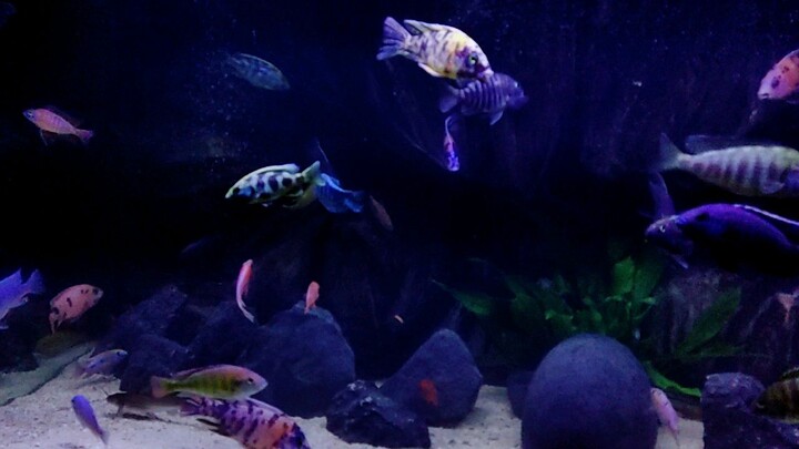 african cichlid