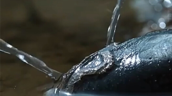 This clam packs its babies into water cannons and shoots them into the sky at a 45-degree angle...