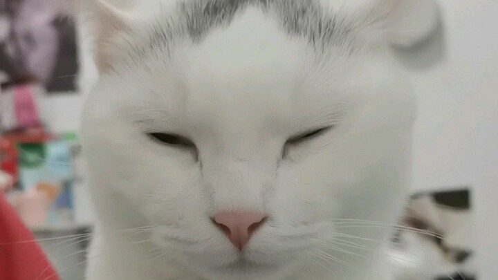 قطّي الأصفر كسر الغضروف الطرفي لقطّي الأبيض!