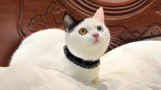 "My figure is so great; it'd be a shame not to dress like this!"