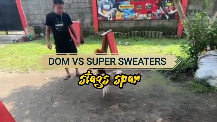 DOM Vs Super Sweater Stags Spar