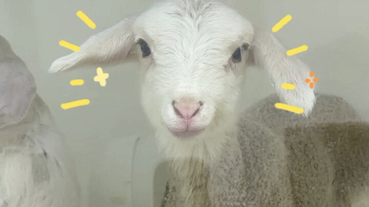 Just because a sheep bleats doesn’t necessarily mean it’s lonely.