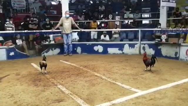 My 4xwinner Hiraw(1st fight / 9months old)