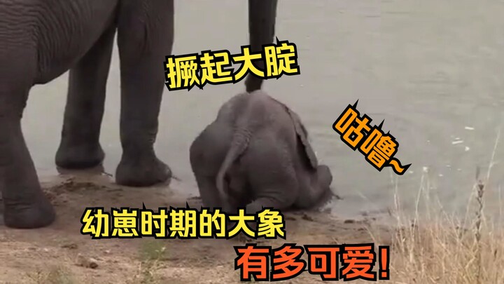 Con voi con này chắc chắn không phải do người mặc đồ da đóng giả đâu nhỉ?!