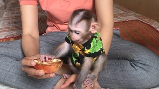 Mom feed monkey Mino pomegranate fruit