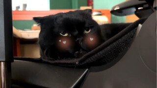 Kursi di rumahku jadi hidup karena diduduki seekor kucing hitam! Lucu sekali!