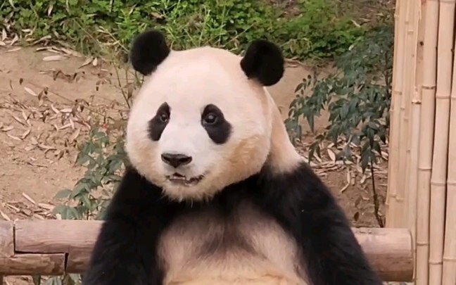 Phúc Bảo: Ông ơi, cây tre này không được đâu