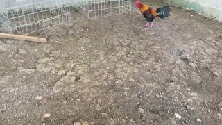 Joe goode vs black velcro