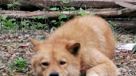 กลับบ้านหลังจากห่างกันสี่เดือน น้องหมาพื้นเมืองยังจำฉันได้อยู่เลย!