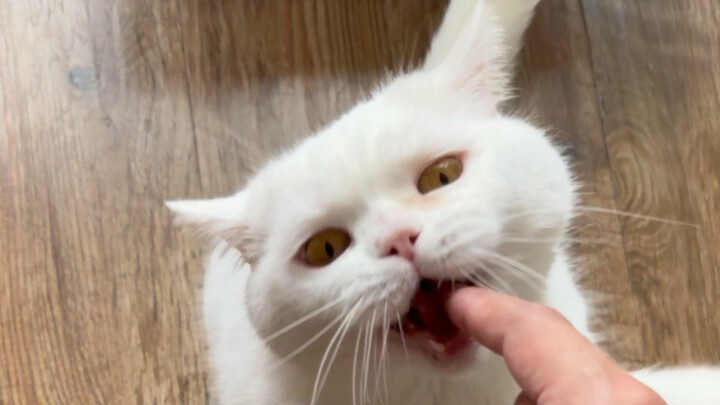 You can tell at a glance whether a cat will bite or not… it’s all about experience.