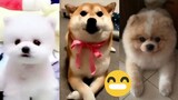 Video Anjing Lucu Bikin Gemes | Funny Doggy