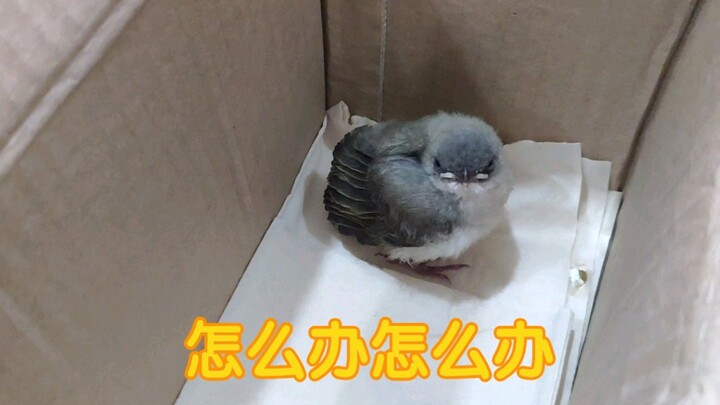 After picking up a Scottish Fold cat and a Sphynx cat, my dad brought home another bird! Help me out