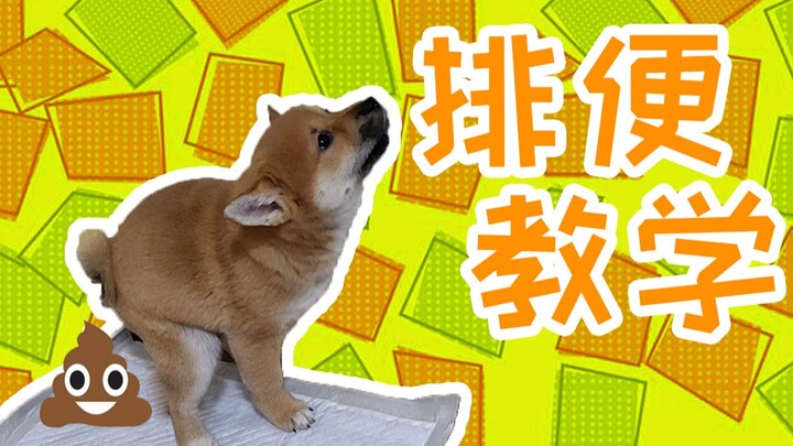[Shiba Inu Couple] What to do when your puppy poops everywhere? We’ll show you how to potty-train yo