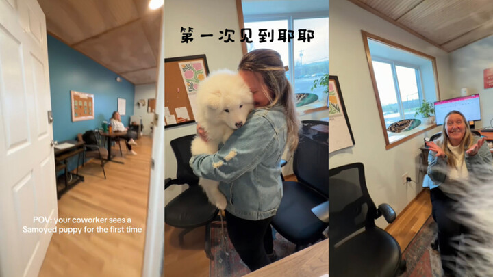Khi đồng nghiệp của bạn lần đầu tiên nhìn thấy chú chó Samoyed 🥺