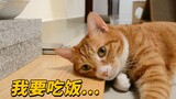 猫界苏大强，还没到饭点它又闹情绪了，直接躺在饭碗前