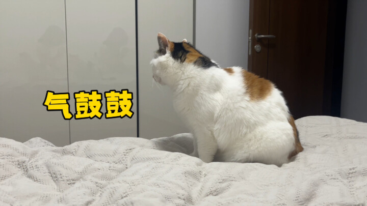 خنزير يغضب لدرجة أنه يقذف بالأشياء لأنني لا أعود إلى المنزل ليلاً.