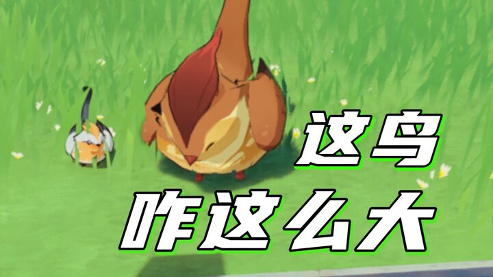 [Genshin Impact] Không phải anh bạn! Lớn vậy sao!?