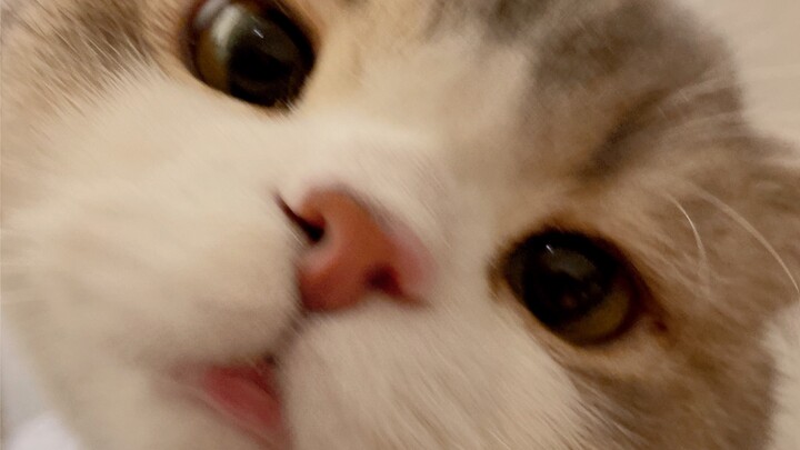 Video Call with My Bear Boyfriend in a Long-Distance Relationship