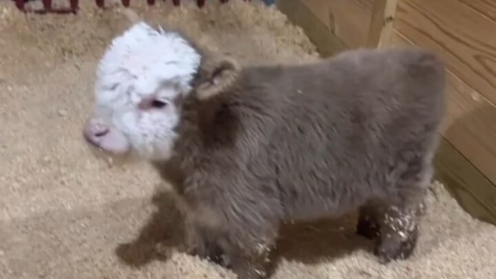 The cute little calf is either being patted or on its way to be patted.