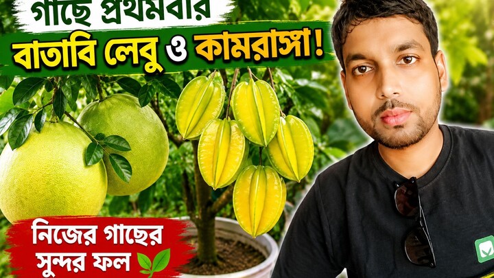 গাছে প্রথমবার বাতাবি লেবু ও কামরাঙ্গা 🍋⭐ | বাগানের সুন্দর ফলের মুহূর্ত 🌱