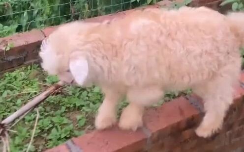 This little sheep totally looks like it just hopped out of a cartoon!