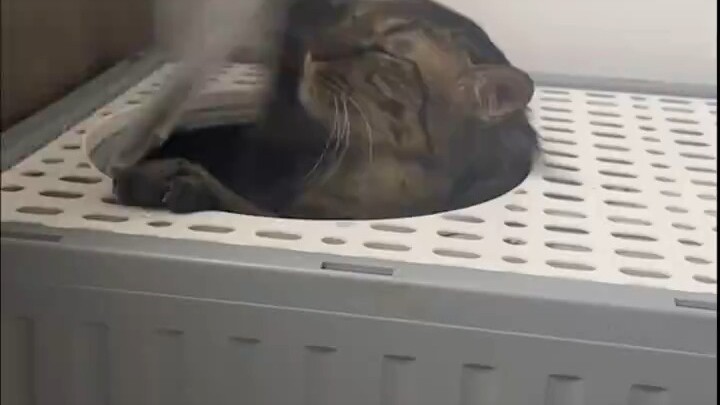 فنّان موسيقي من الخارج أجرى تفاعلًا مثاليًا مع قطة من بلادنا.