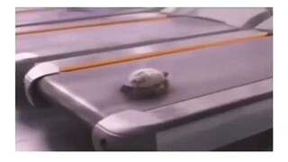 Run turtle! Run !!