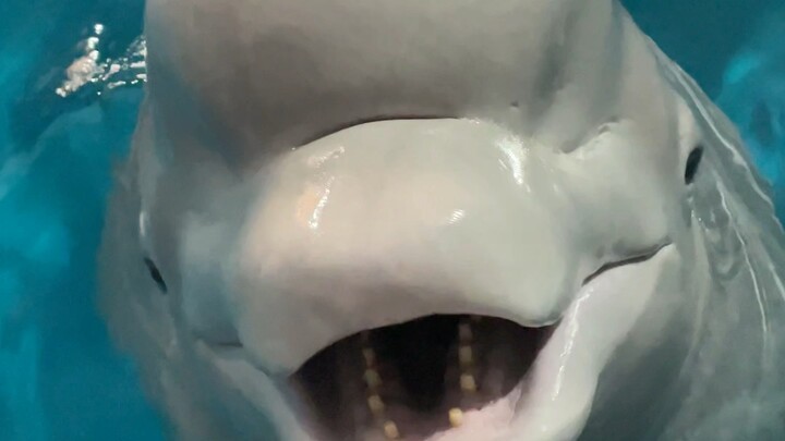 Xiao Hei’s in a great mood today!