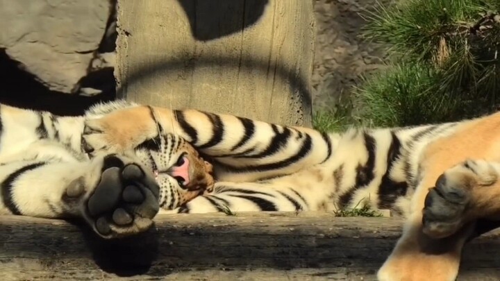 [Humiliation] The male tiger looks completely bewildered as the female tiger hugs him and gently com