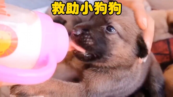狗妈妈不幸去世，留下了刚出生没多久的小奶狗，你会帮谁它们吗？