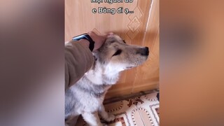 Mệt ghê...Lại dỗi...cunyeucuadua yeucho yeuchomeo cún cúncon chó chómèo chócon chókhôn yeuchomeo chócute pet dog dogsoftiktok