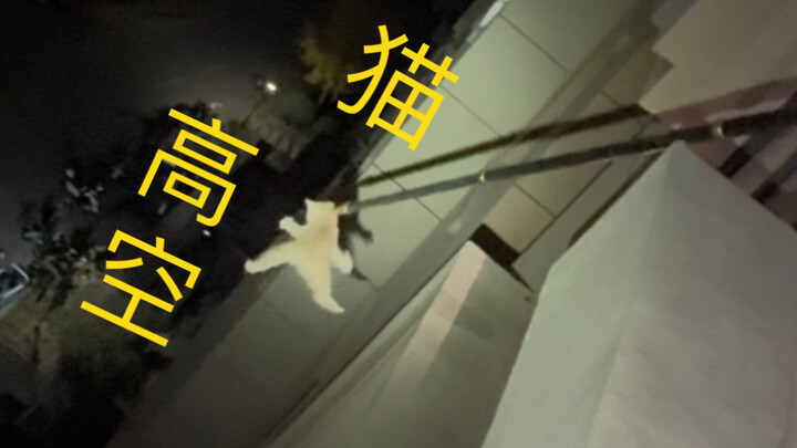 被困在高空窗外的小橘子