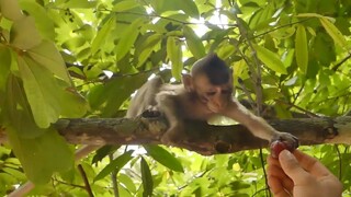 My Princess Lola So Fast To Get Fruit From Cameraman, Very Happy To See Cute Baby You Better Again