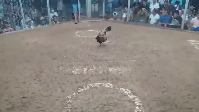 3hits champion. 2ND FIGHT🐓