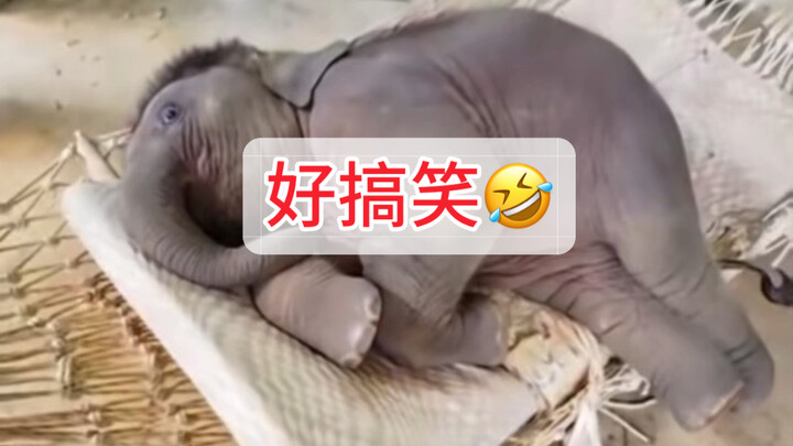 Tikus Tertawa🤣 Bayi Gajah Nendang 2 Anjing Pakai Satu Tendangan, Langsung Cepat-Cepat Bersembunyi!