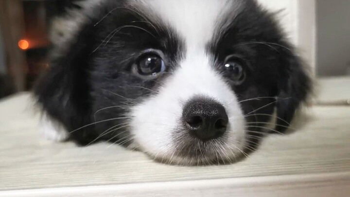 “Healing Dog Trainer: Keeps You Happy All Day!”