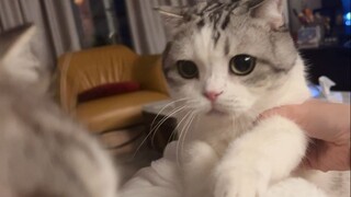 Hai chú mèo con này kỳ lạ quá, nhìn thêm một lần nữa nào