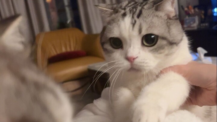 แมวน้อยสองตัวนี้แปลกจัง ดูอีกครั้งเถอะ